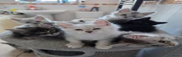 Maine Coon cats for sale: Pedigree TICA Registered Maine Coon Kittens - Advert 5