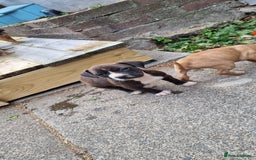 Staffordshire Bull Terrier dogs for sale: Puppies  - Image 12