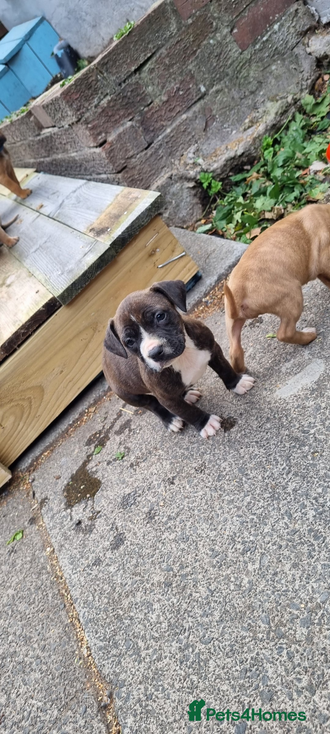 Staffordshire Bull Terrier dogs for sale: Puppies  - Image 12