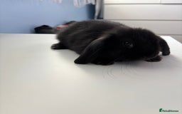 Mini Lop rabbits for sale: 3 pure Mini Lop left  - Image 10