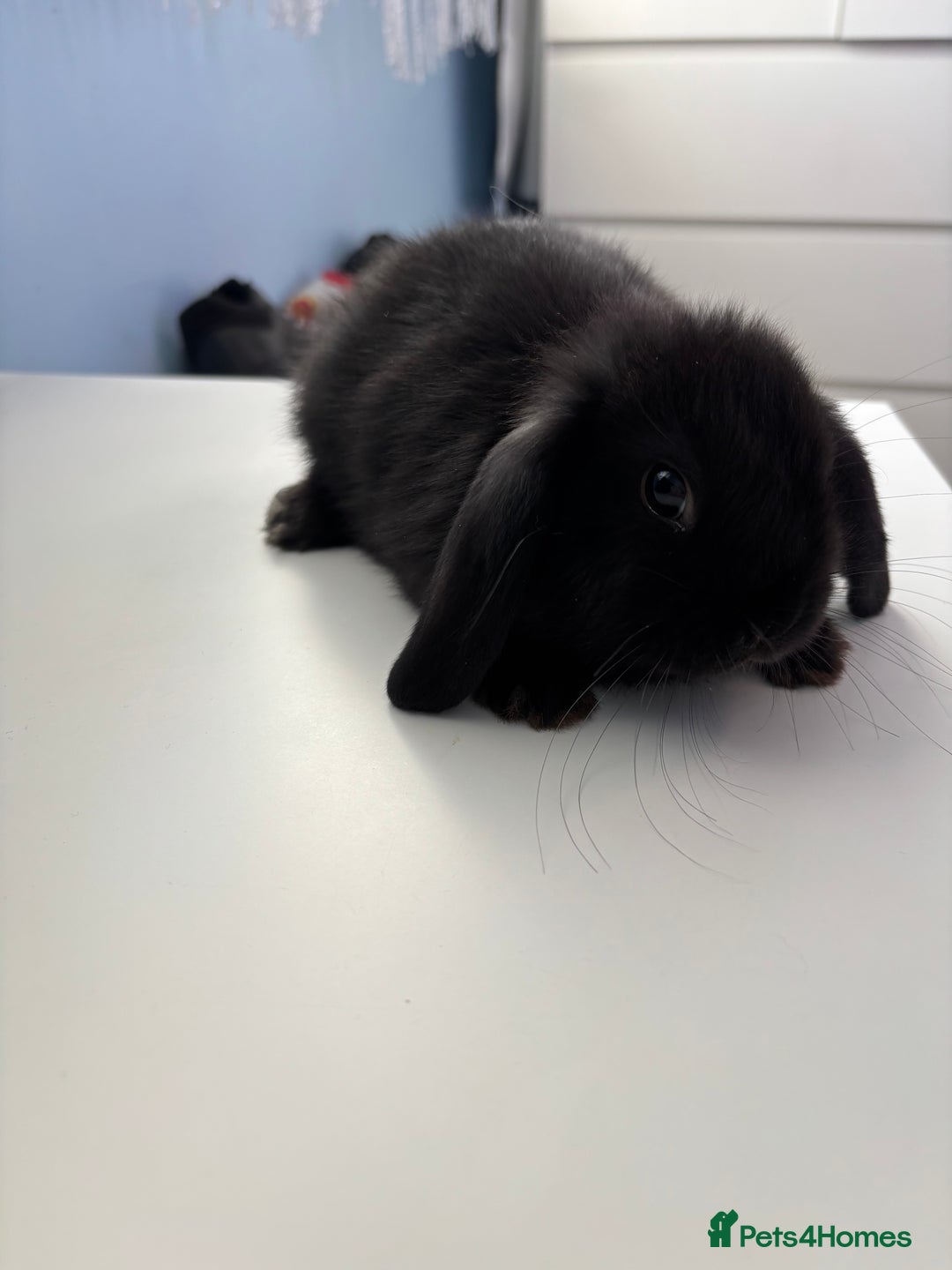 Mini Lop rabbits for sale: 3 pure Mini Lop left  - Image 10