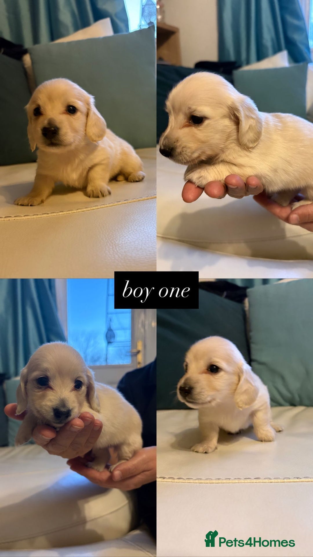 Miniature Dachshund dogs for sale: Miniature long haired cream dachshund puppies  - Advert 7