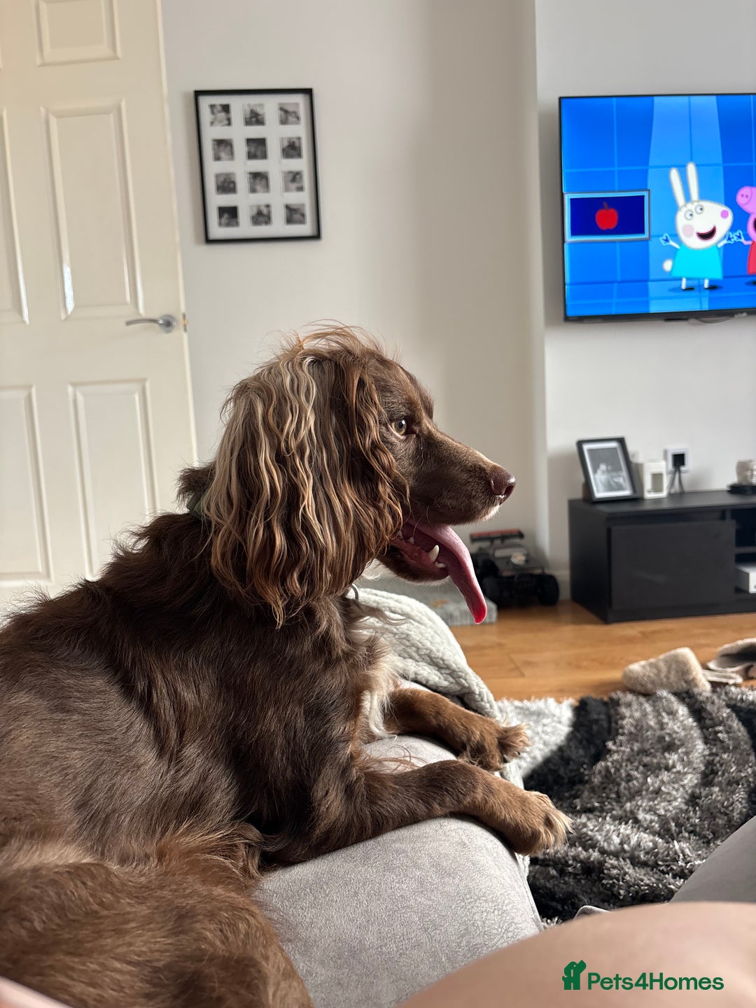 Cocker Spaniel dogs for sale: Male cocker spaniel for sale  - Image 3