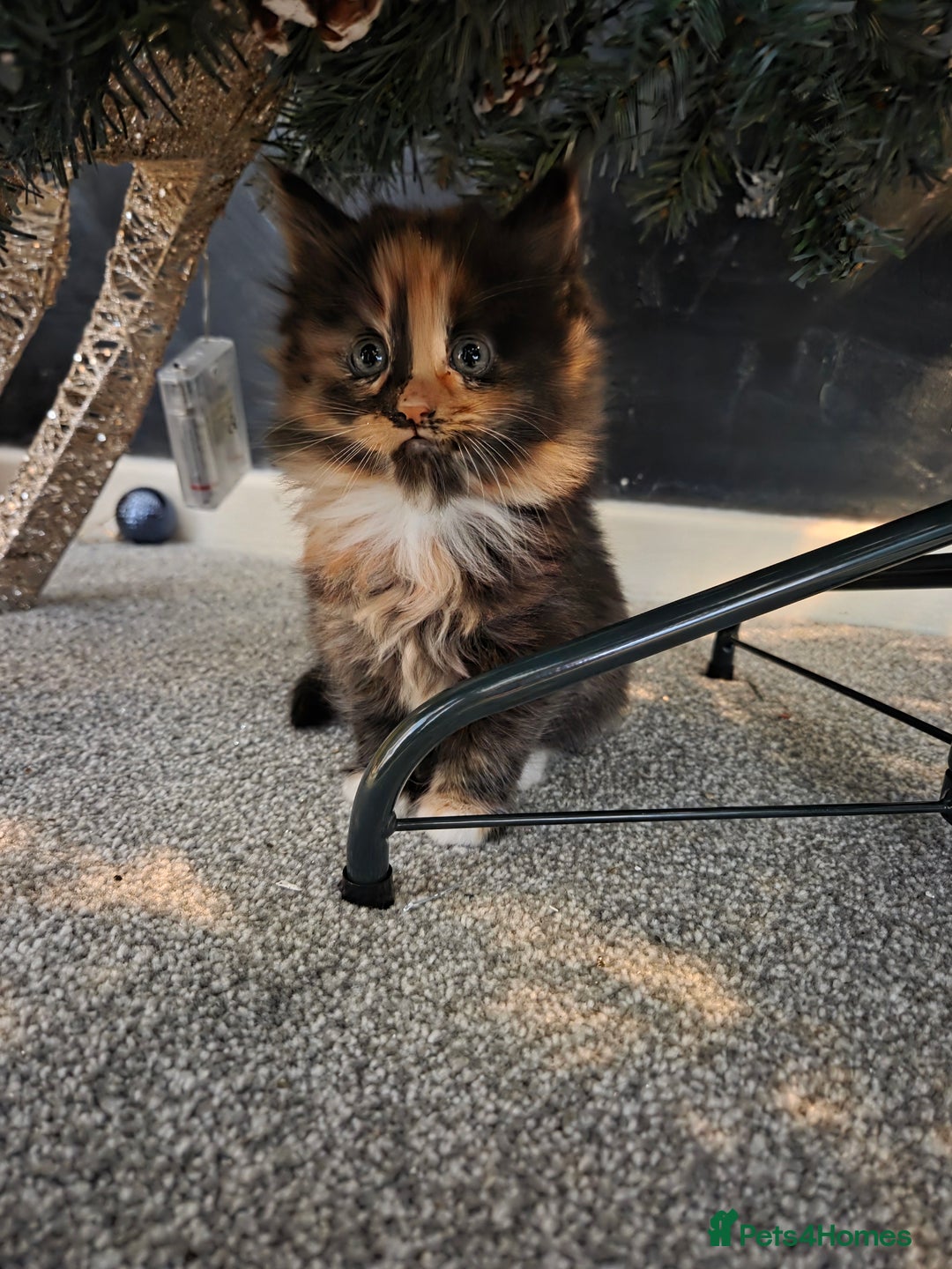 Mixed Breed cats for sale: 3 little kittens looking for forever home - Advert 5