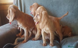 Cocker Spaniel dogs for sale: Beautiful health checked cocker spaniel puppies - Image 7