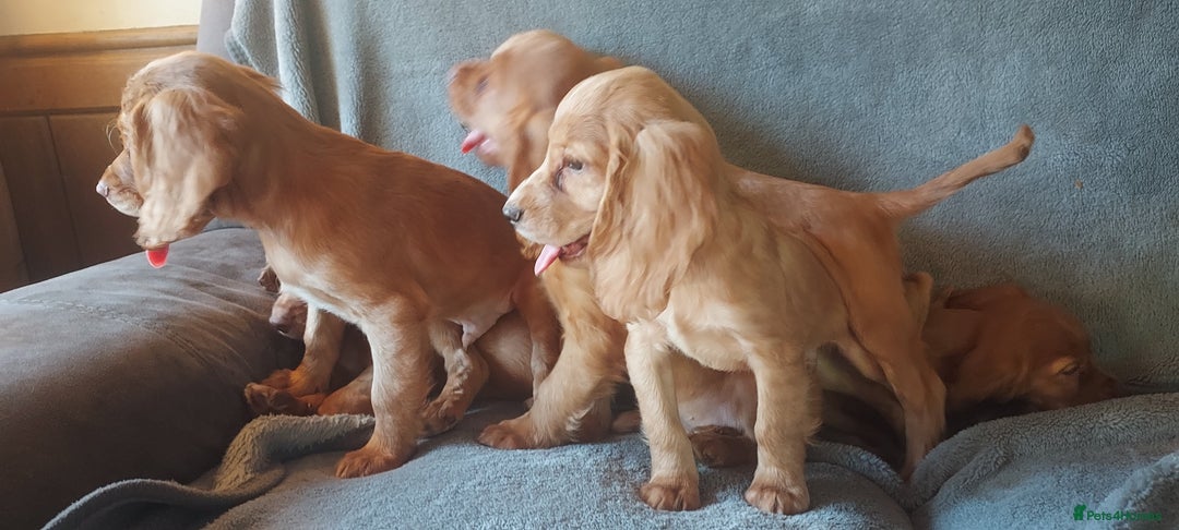 Cocker Spaniel dogs for sale: Beautiful health checked cocker spaniel puppies - Image 7
