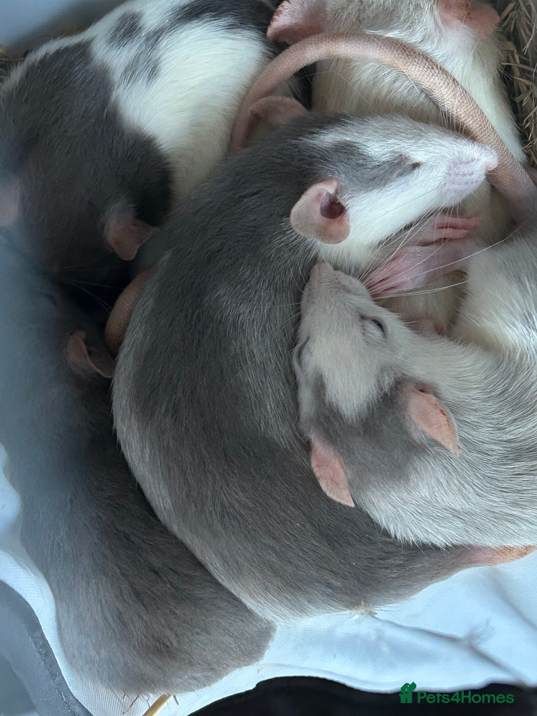 Rat rodents for sale: Fancy Rats - Advert 14