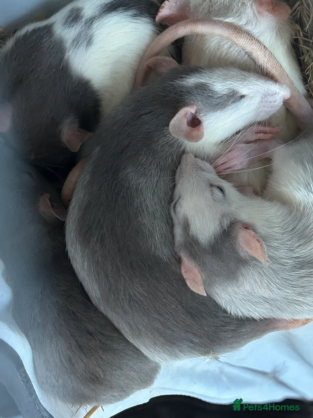 Rat rodents for sale: Fancy Rats - Advert 14