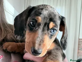 Miniature Dachshund dogs Miniature Dachshunds KC reg, READY TO LEAVE - Advert 15