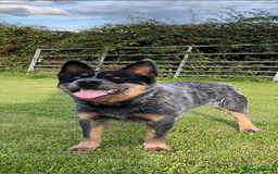 Australian Cattle Dog dogs for sale: Australian cattle dog puppies Blue Heelers  - Image 3