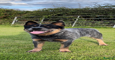 Australian Cattle Dog dogs - Advert 11