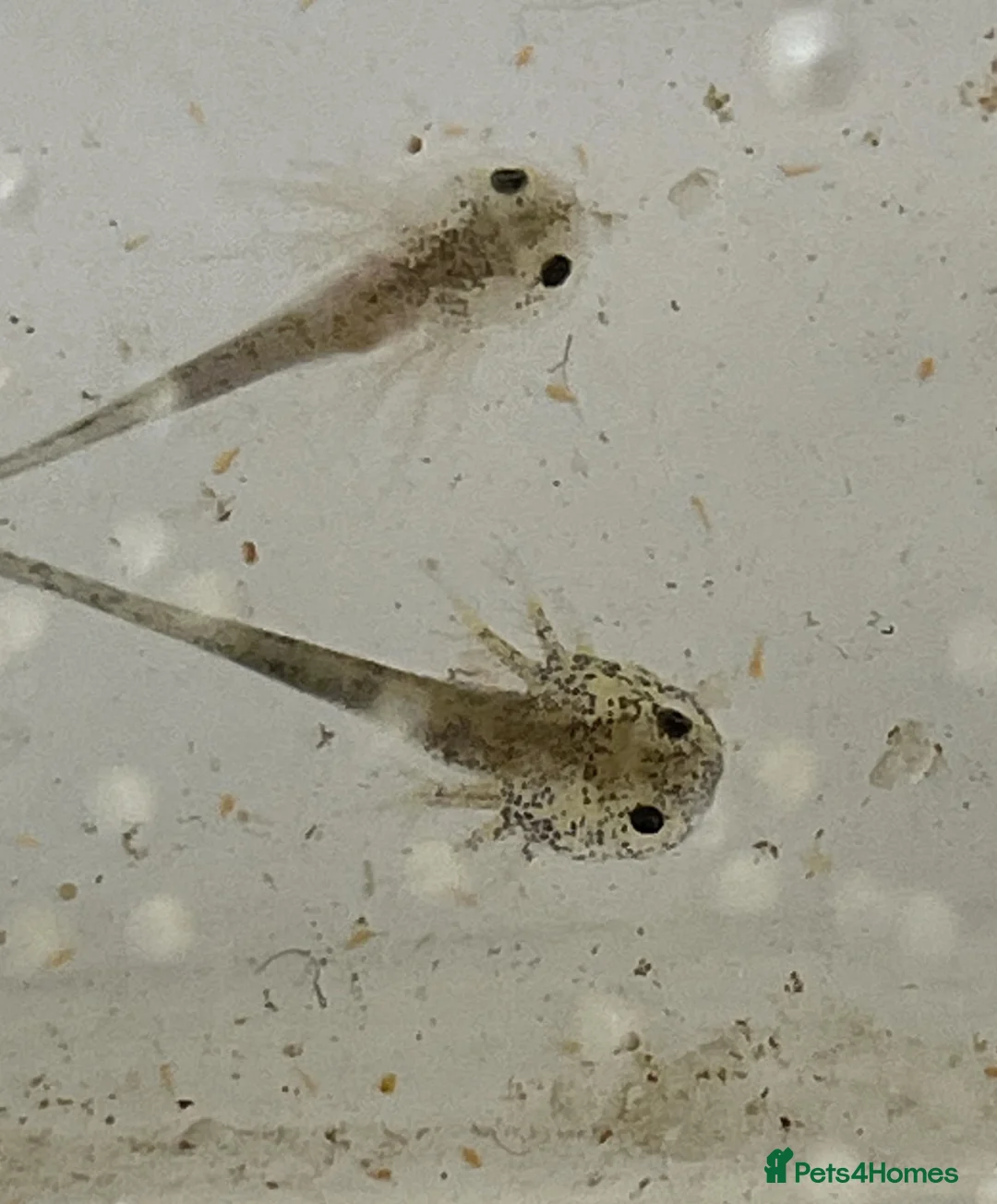 Axolotl reptiles for sale: Axolotl babies in Bridgwater - Advert 1