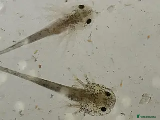 Axolotl reptiles Axolotl babies - Advert 1