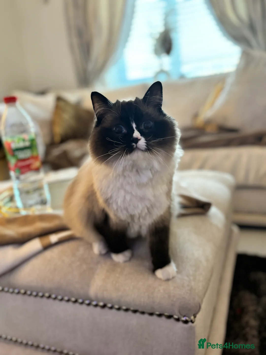 British Shorthair cats for sale: 3 year old ragdoll & 1 year old BSH predigrees in Tollerton - Advert 7