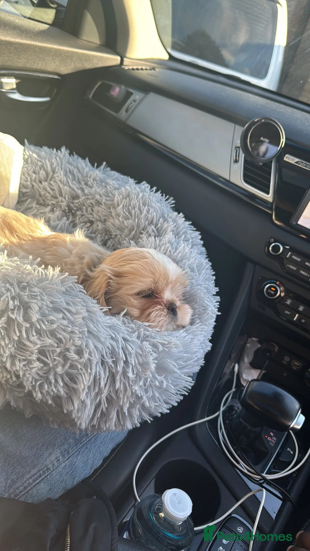 Shih Tzu dogs for stud: Beautiful Male Shih Tzu Available for Stud - Advert 2
