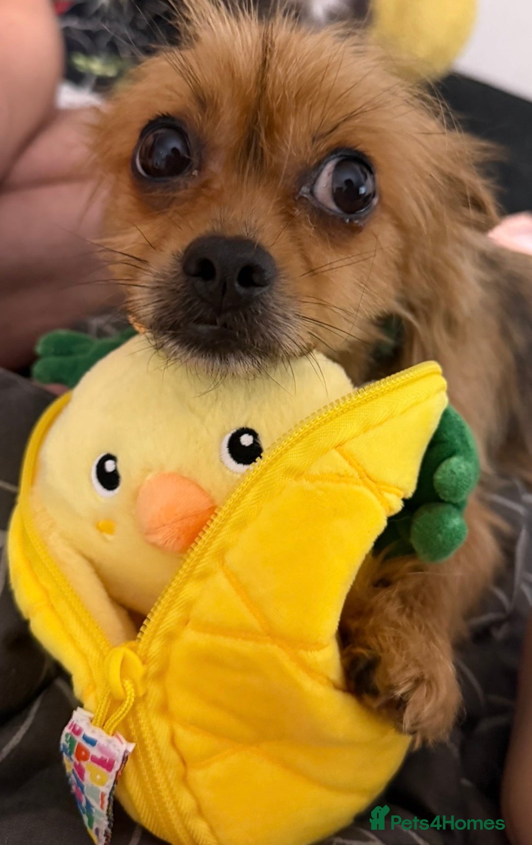 Chorkie dogs for sale: 5 year old male chorkie - Advert 8