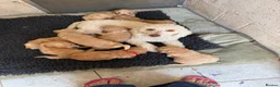 Cockapoo dogs for sale: STUNNING F1 COCKAPOOS  - Advert 13