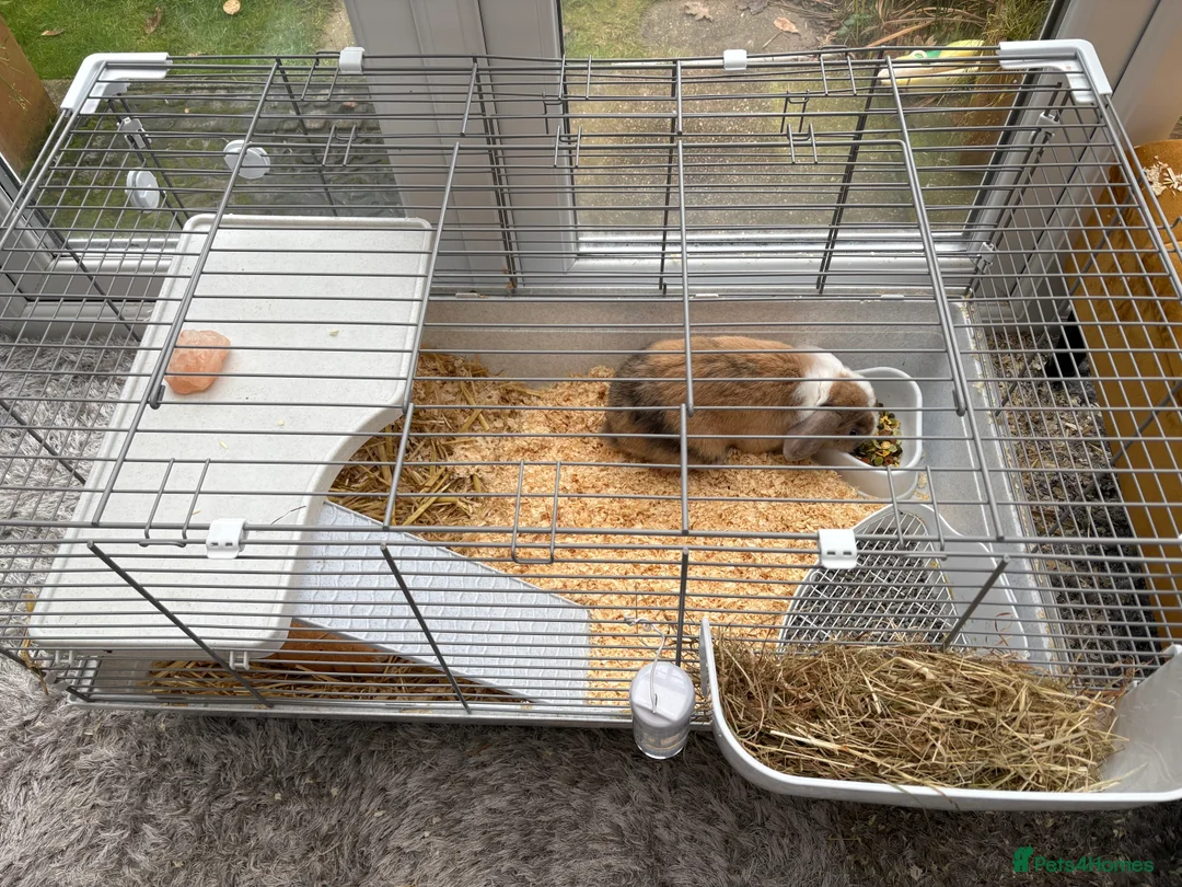 Mixed Breed rabbits for sale: Lovely Male Rabbit - Advert 2