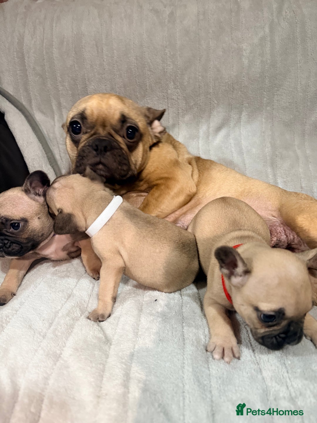 French Bulldog dogs for sale: Pedigree Mum Frenchy Pups-Gorgeous and ready soon! - Advert 8