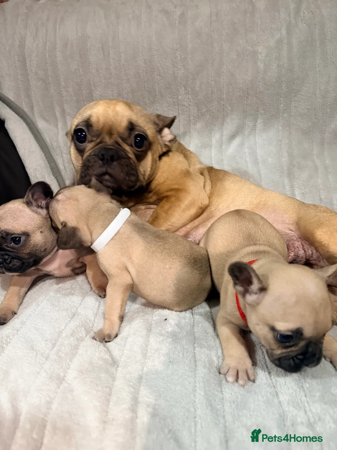 French Bulldog dogs for sale: Pedigree Mum Frenchy Pups-Gorgeous  ! - Advert 12