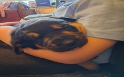 Mixed Breed dogs for sale: Boarder Rottie puppies  - Image 4