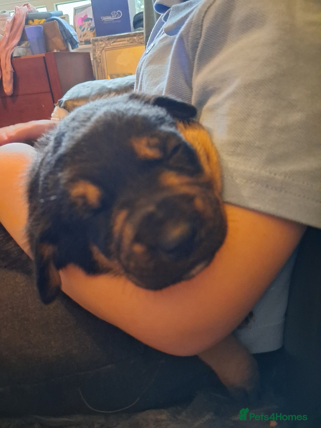 Mixed Breed dogs for sale: Boarder Rottie puppies  - Image 4