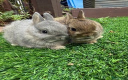 Netherland Dwarf rabbits for sale: Pure Netherland Dwarf - Image 2