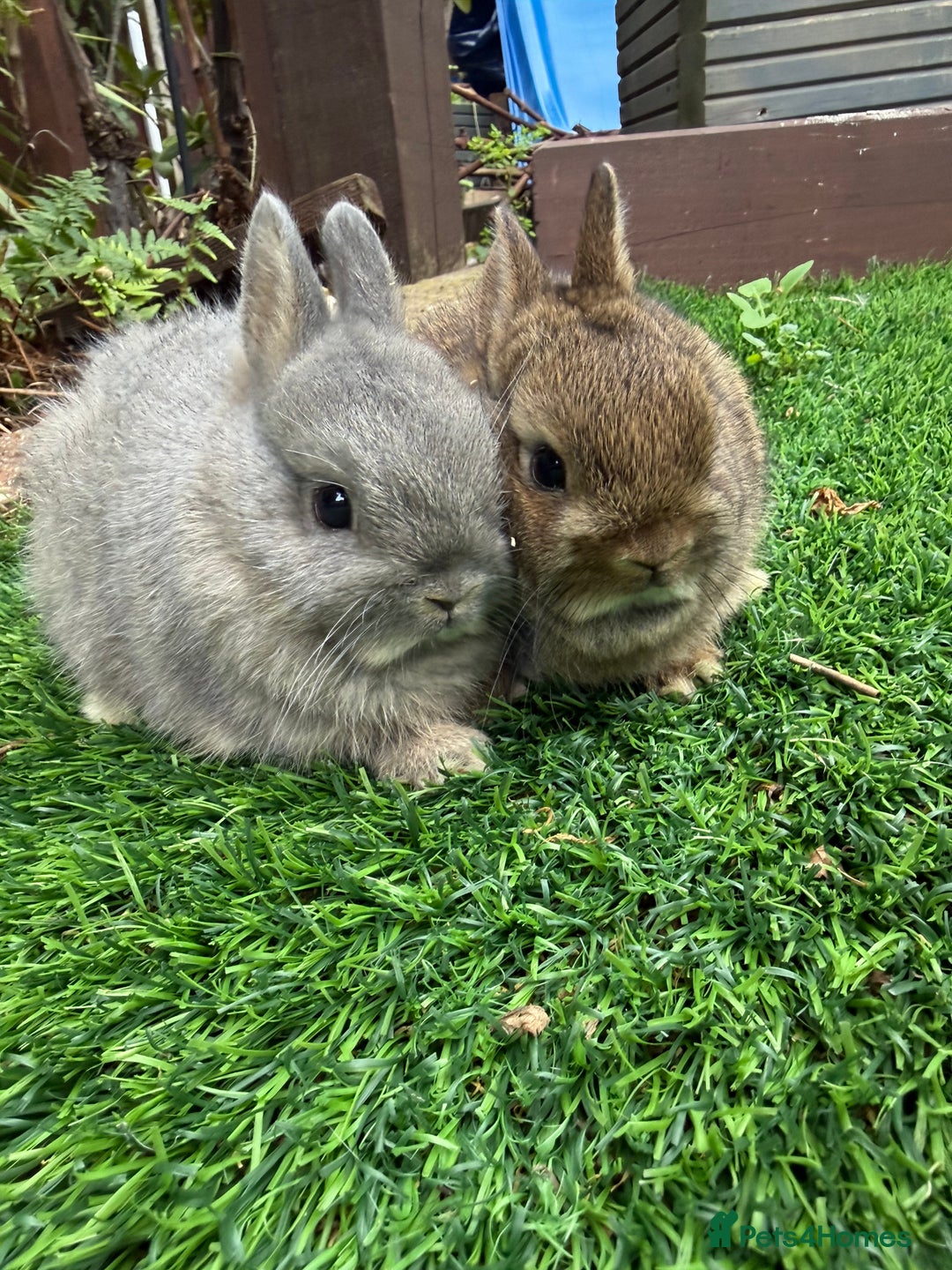Netherland Dwarf rabbits for sale: Pure Netherland Dwarf - Image 2