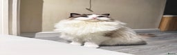 Ragdoll cats for sale: 10 Month Female GCCF Ragdoll Seeking Forever Home - Advert 2