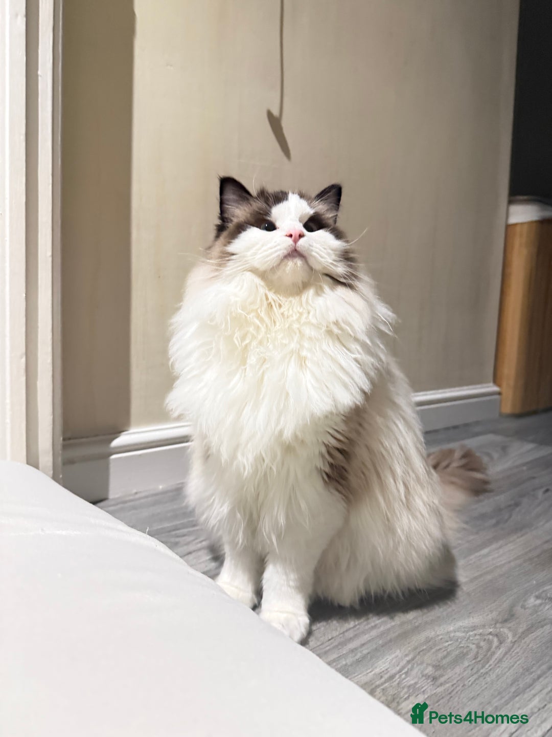 Ragdoll cats for sale: 10 Month Female GCCF Ragdoll Seeking Forever Home - Advert 2