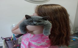 British Shorthair cats for sale: Gccf STUD, Blue Spotted,Blue, Lilac, Bi - Image 2