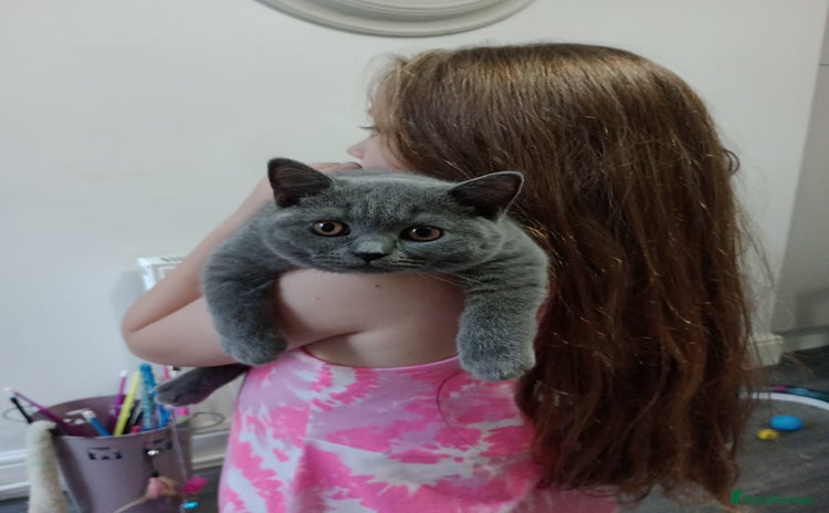 British Shorthair cats - Advert 13