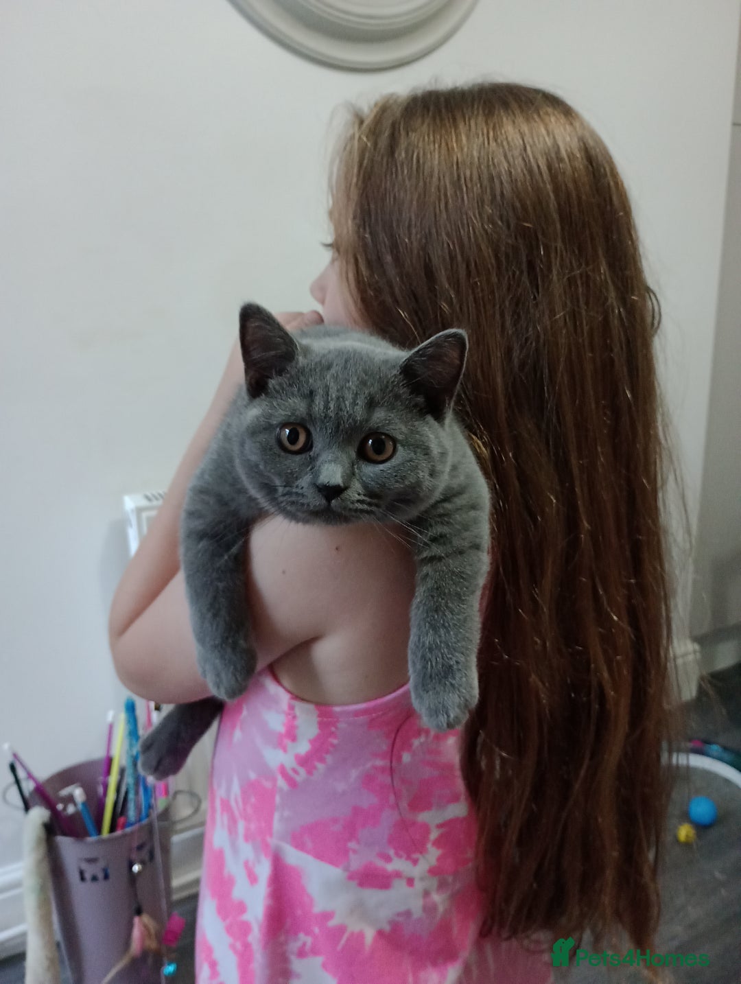 British Shorthair cats for sale: Gccf STUD, Blue Spotted,Blue, Lilac, Bi - Image 2