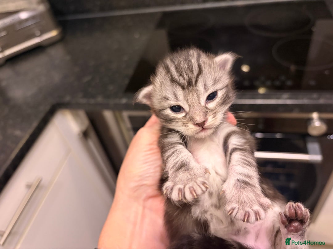 Maine Coon cats for sale: 7 beautiful kittens  - Image 9