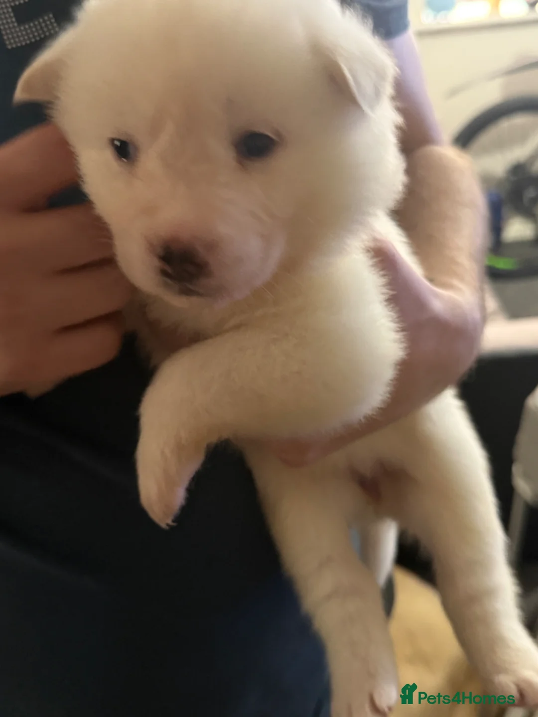 Akita dogs for sale: Akita  - Advert 22