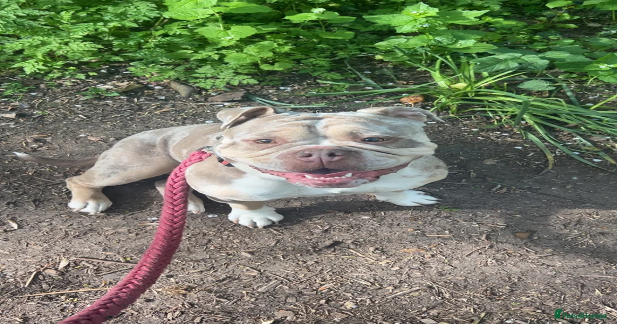 Full Old Tyme Bulldog Puppies for sale | Pets4Homes