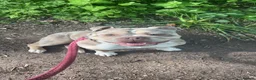 Old Tyme Bulldog dogs for sale: Female old Tyme bulldog  in Royston - Advert 1