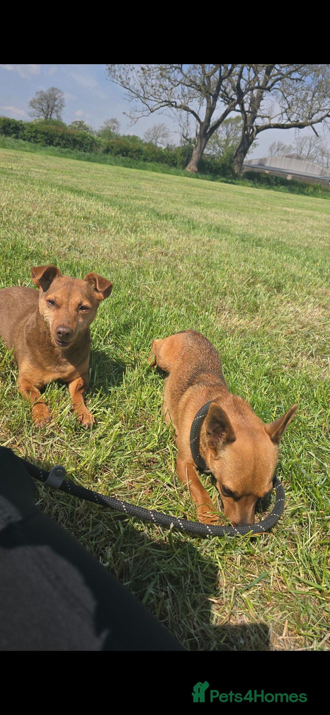 Jack Russell dogs for sale: Red JRT "Blanche" - Advert 8