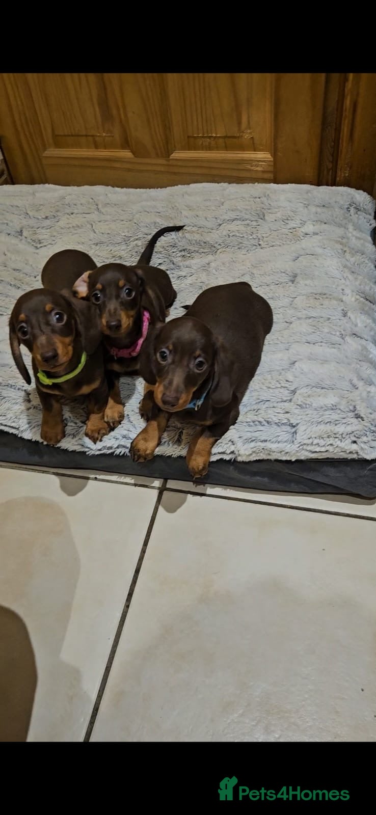 Miniature Dachshund dogs  Ready now True miniature dachshund puppies  - Advert 17