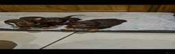 Miniature Dachshund dogs for sale:  Ready now dachshund puppies  - Advert 1