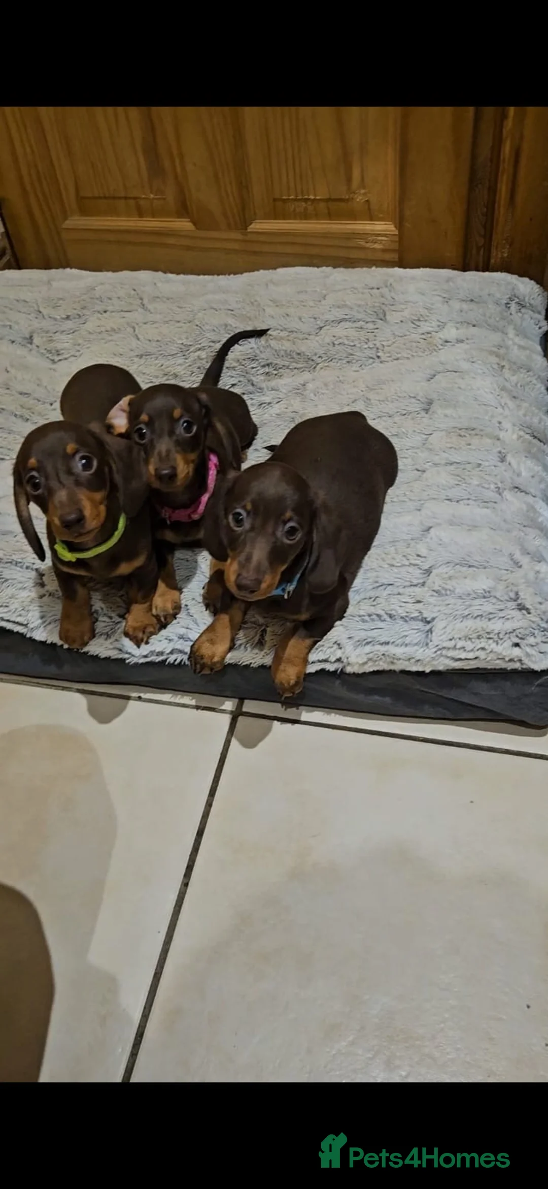 Miniature Dachshund dogs for sale:  Ready now dachshund puppies  - Advert 1