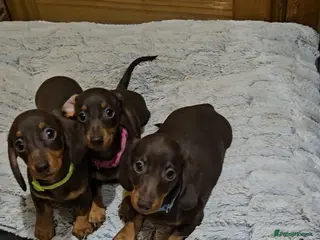 Miniature Dachshund dogs Ready now True miniature dachshund puppies - Advert 17