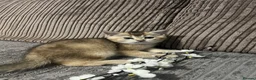 British Shorthair cats for sale: 4 British shorthairs for sale - Advert 26