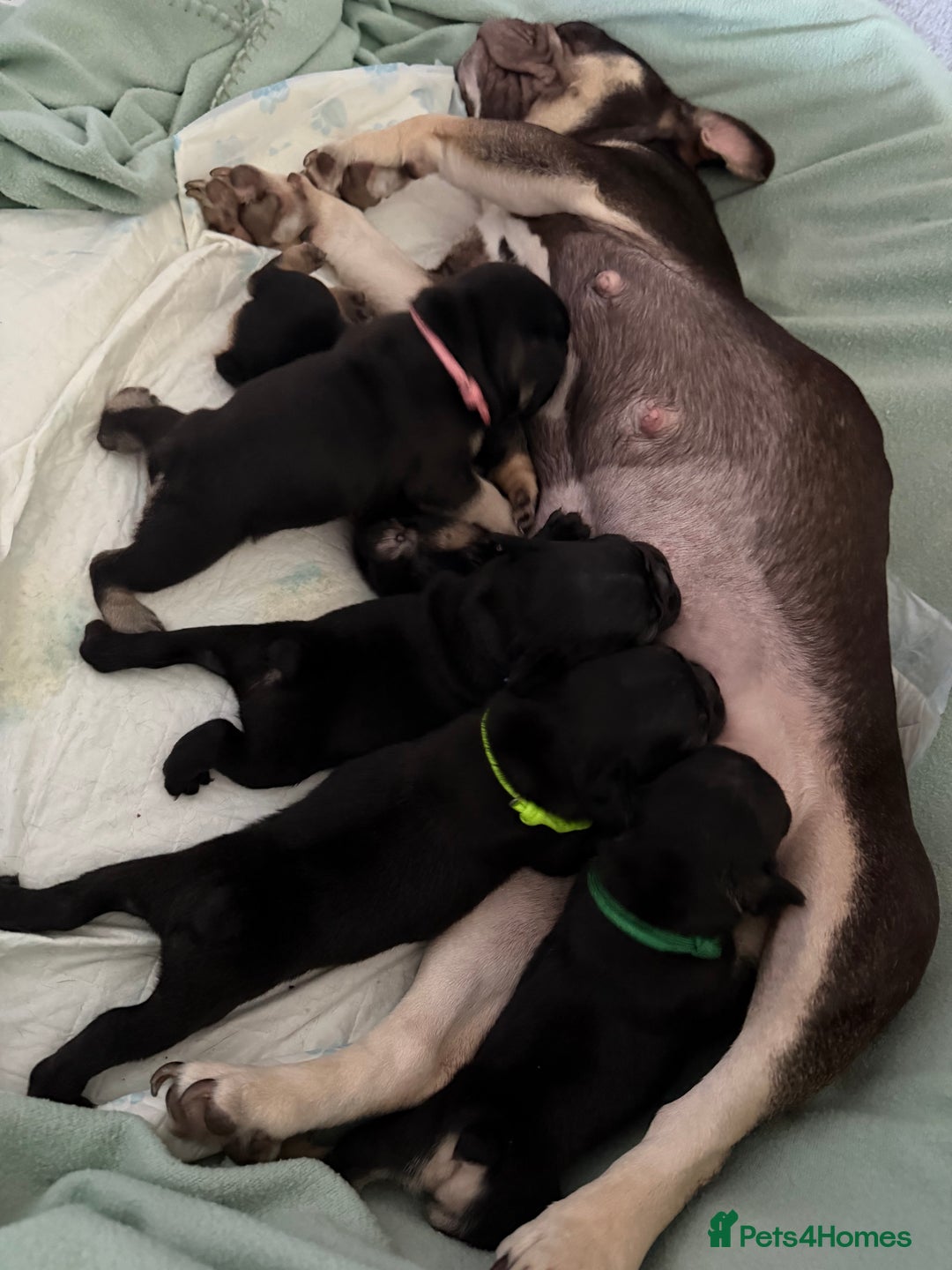 French Bulldog dogs for sale: French bulldog puppies  - Advert 7