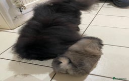 Pekingese dogs for sale: 🩵 KC reg Pekingese Puppy 🩵 - Image 11