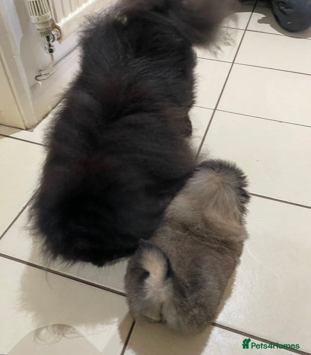 Pekingese dogs for sale: 🩵 KC reg Pekingese Puppy 🩵 - Image 11