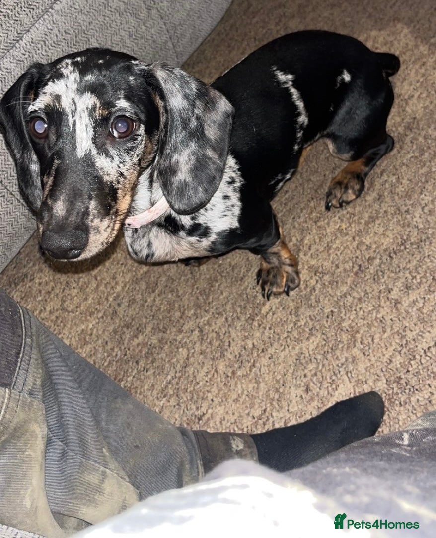 Miniature Dachshund dogs Dapple miniature dachshund  - Advert 9