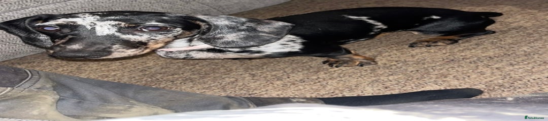 Miniature Dachshund Puppy 1