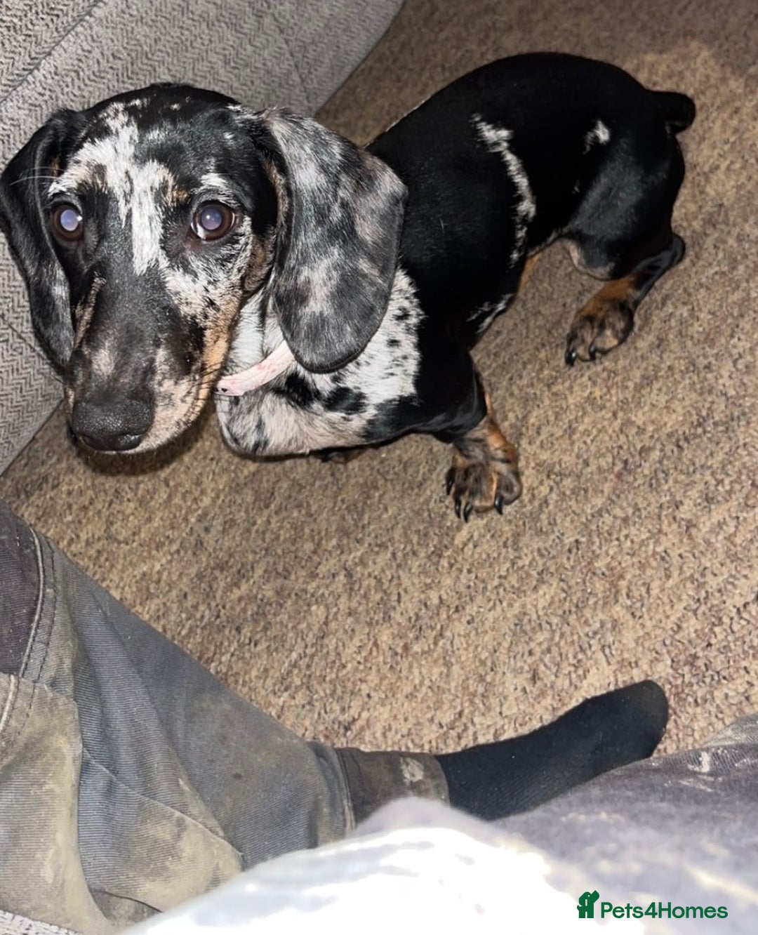 Miniature Dachshund dogs for sale: Dapple miniature dachshund  - Advert 1