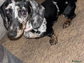 Miniature Dachshund dogs Dapple miniature dachshund - Advert 1